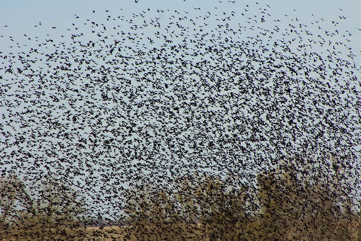 Why Do Starlings Murmurate? The Science of a UK Winter Spectacle